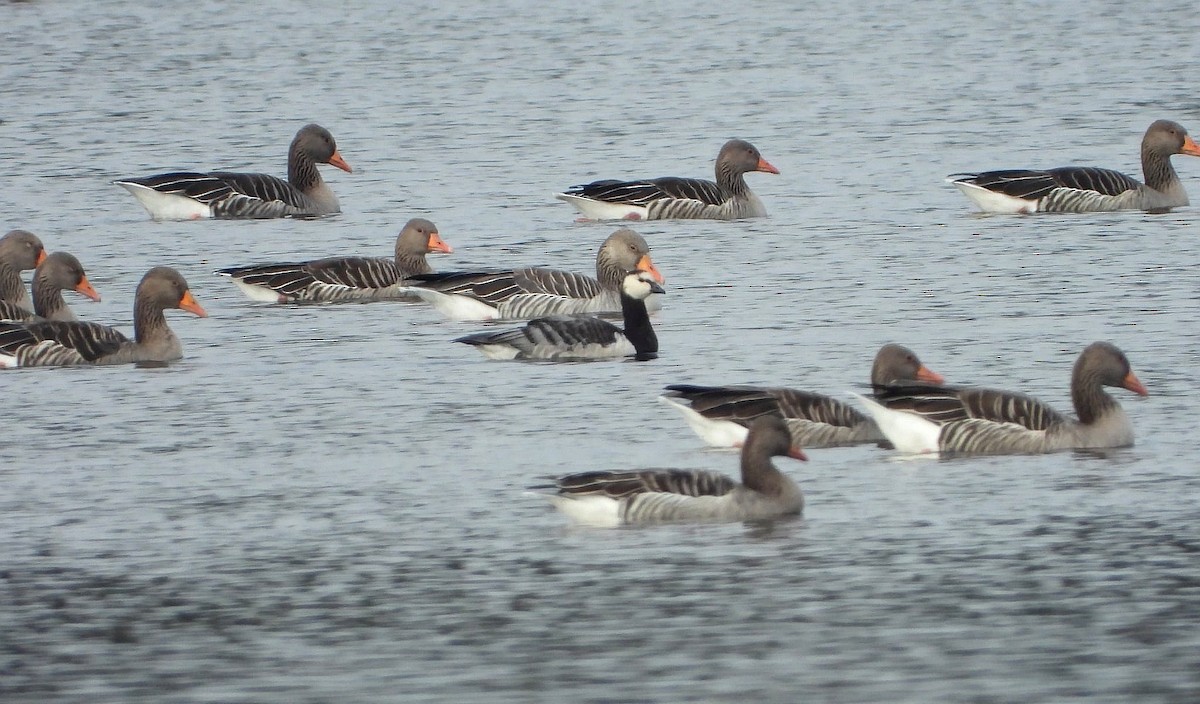 Barnacle Goose - ML644458942
