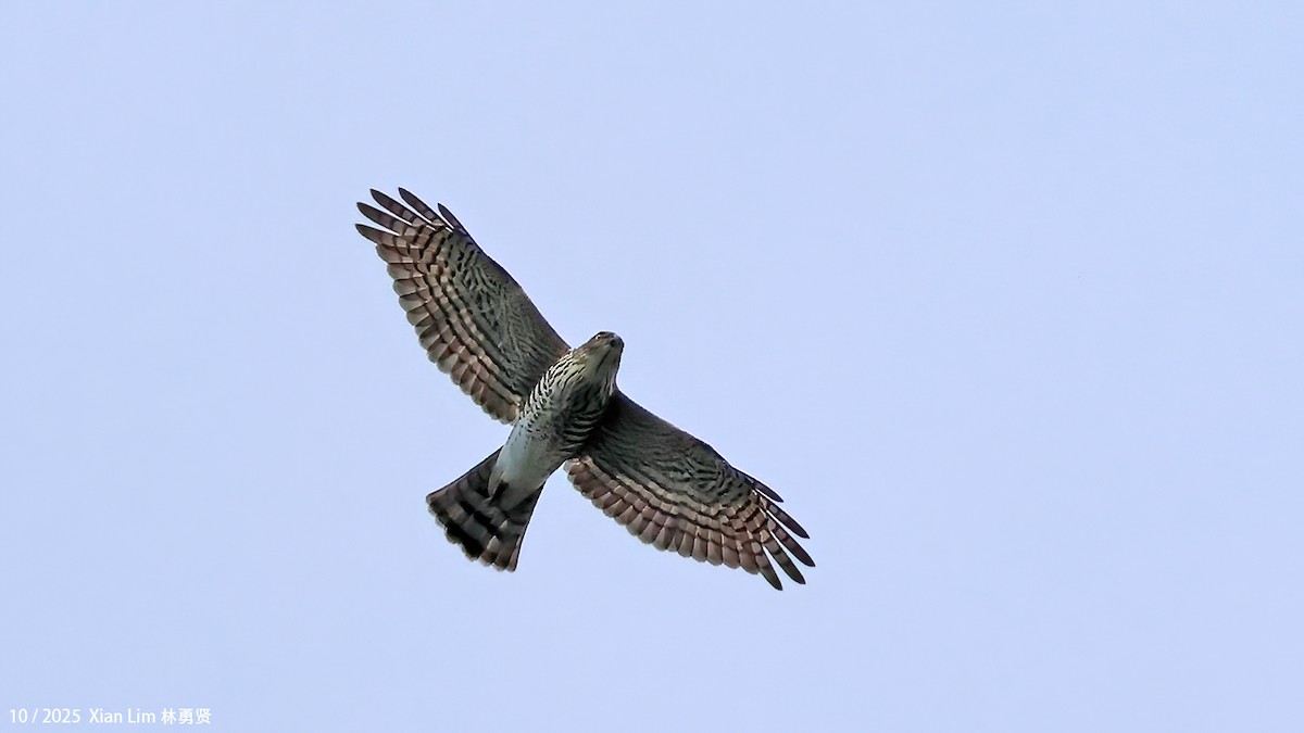 Индийский перепелятник - ML644458950