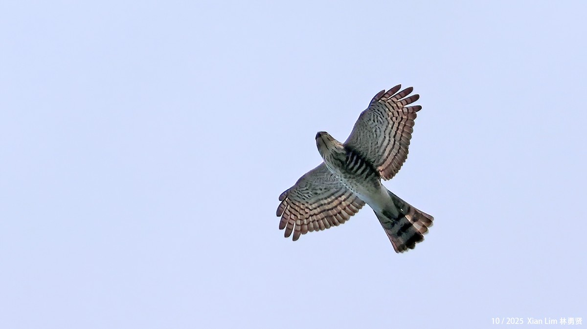 Индийский перепелятник - ML644458952