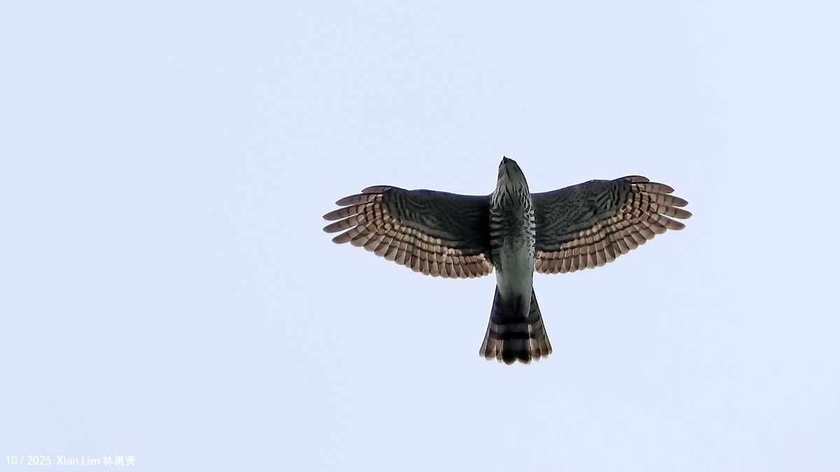 Индийский перепелятник - ML644458953