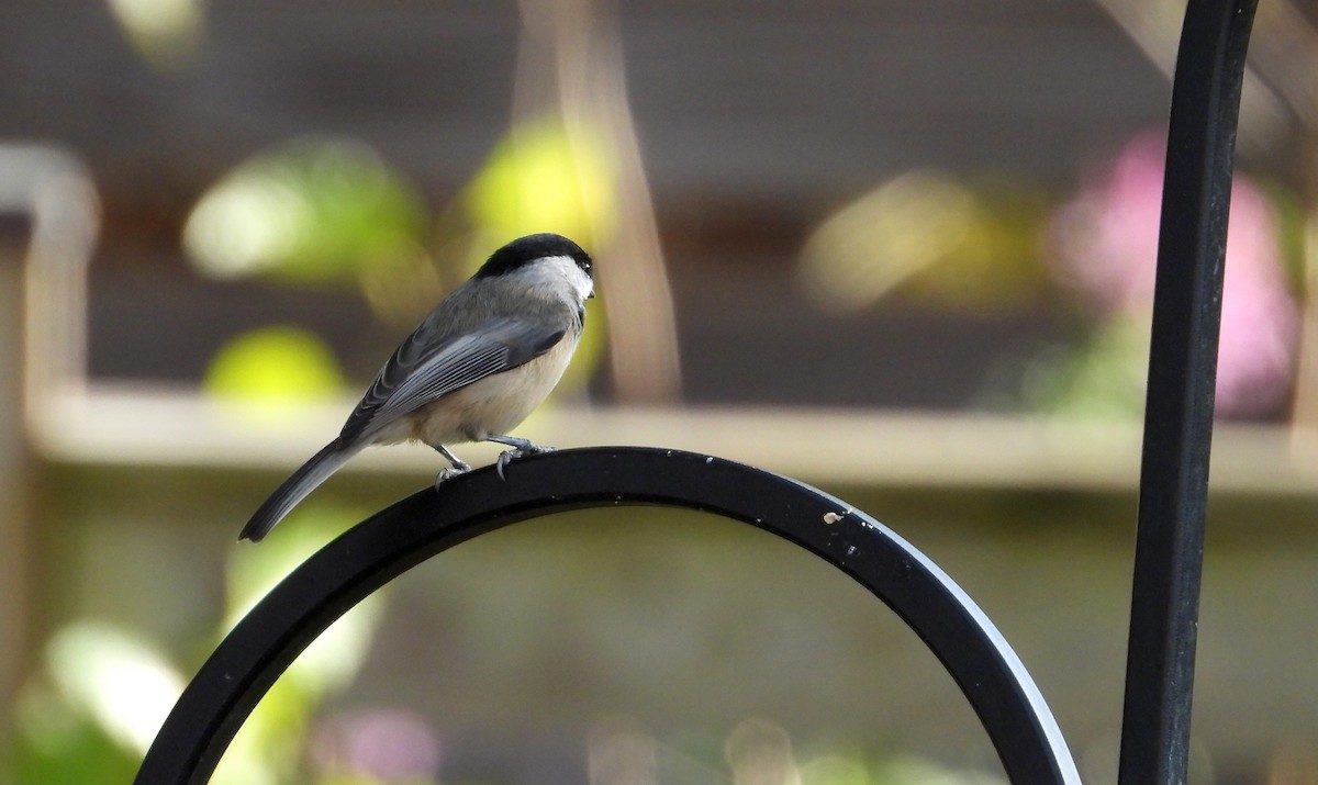 Carolina Chickadee - ML644458955