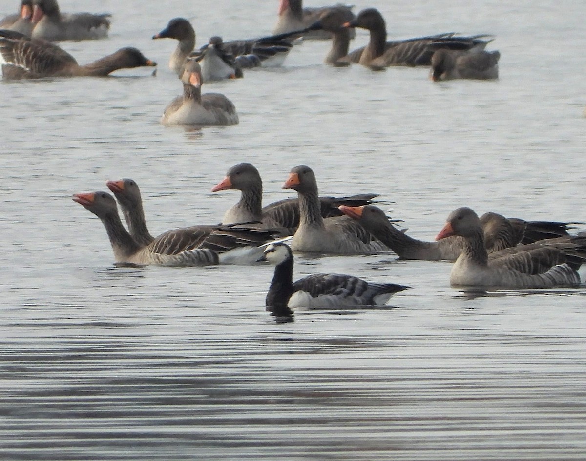 Barnacle Goose - ML644458960