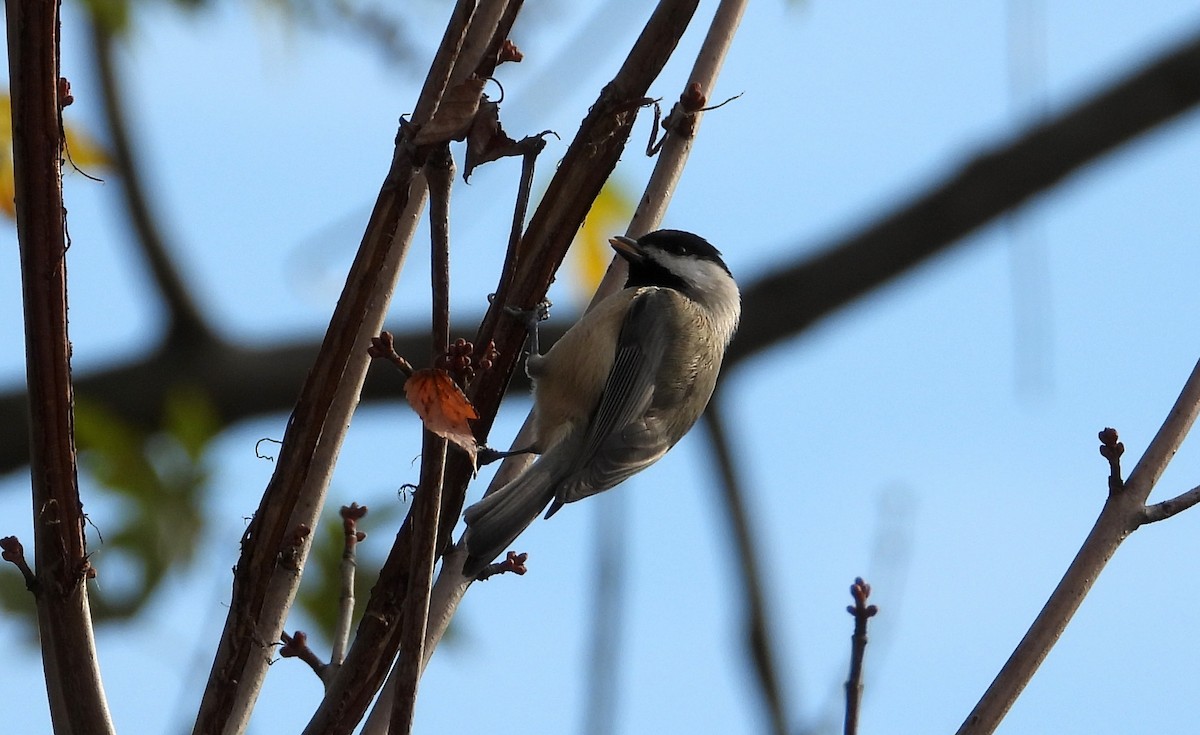 Carolina Chickadee - ML644458961