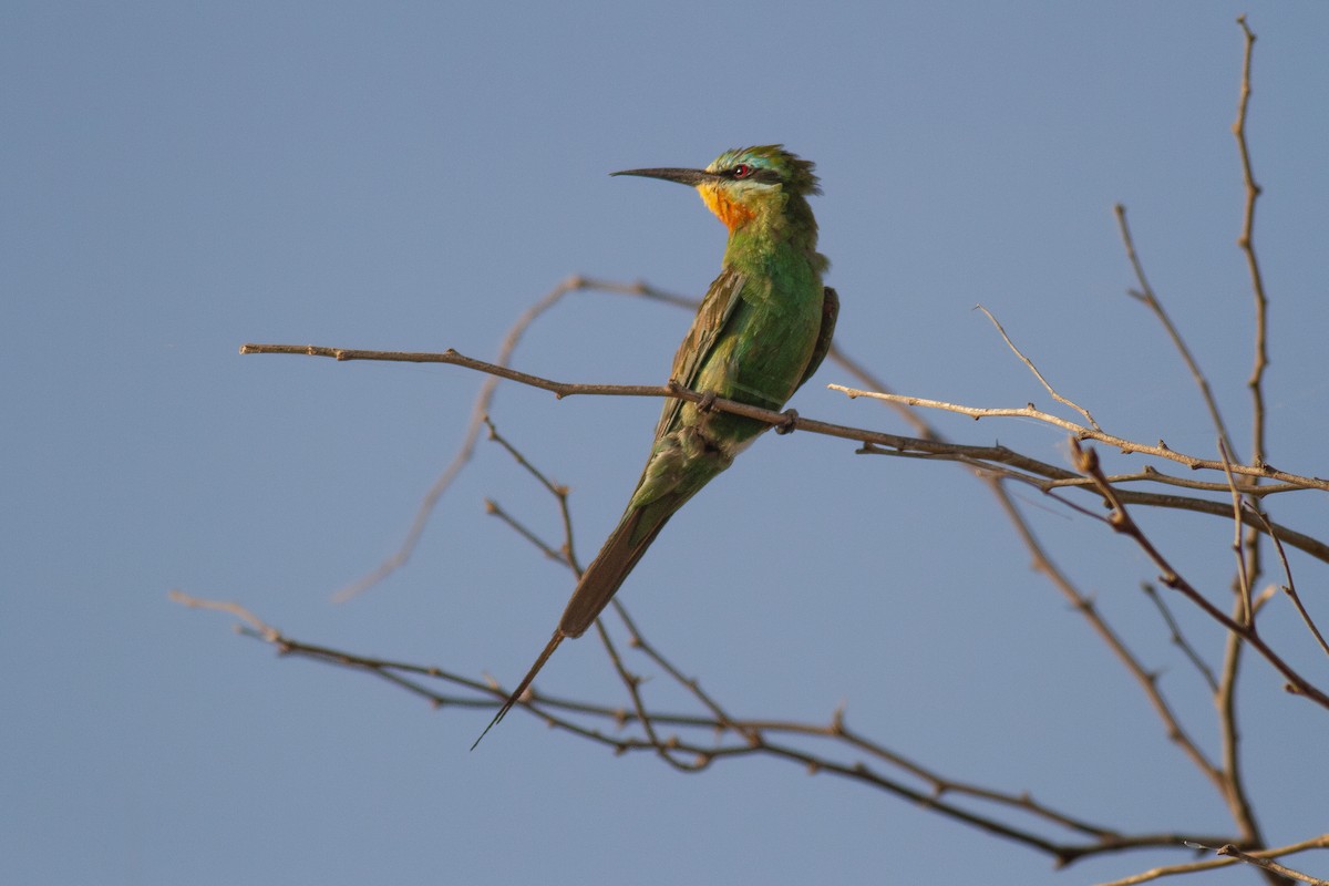 Guêpier de Perse - ML644458977