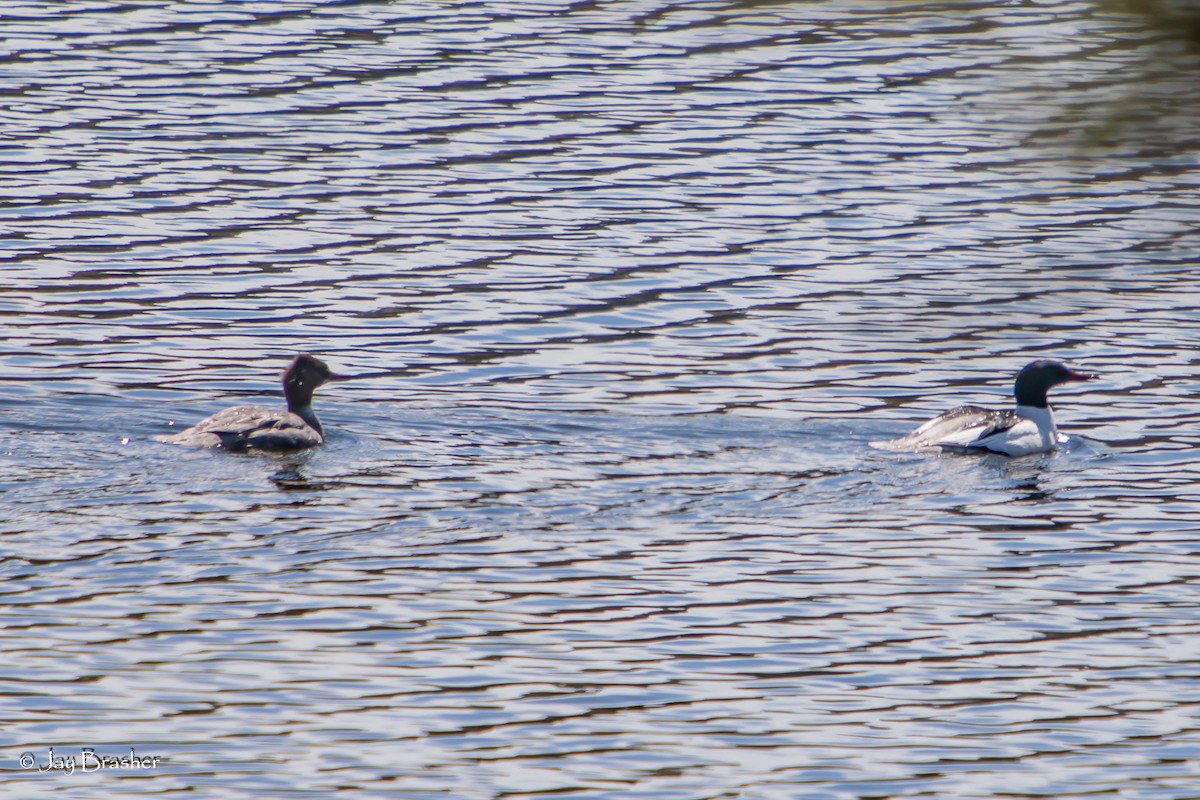 מרגון גדול - ML644458993