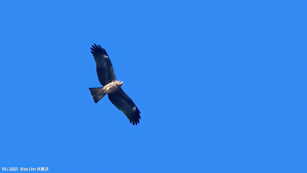 Nibbio bruno - ML644459001