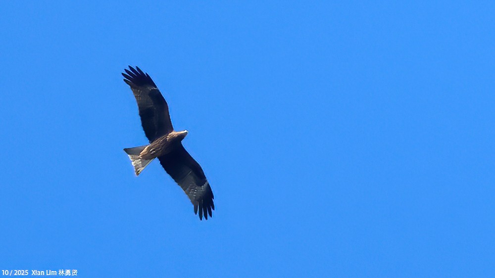 Nibbio bruno - ML644459002