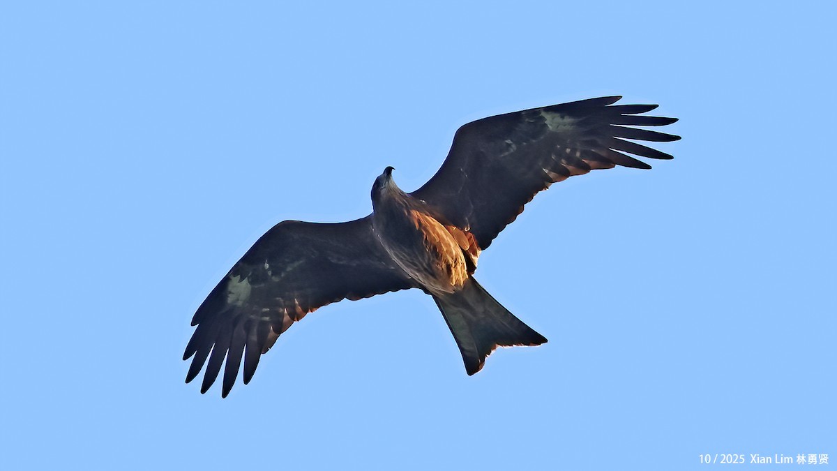 Nibbio bruno - ML644459003