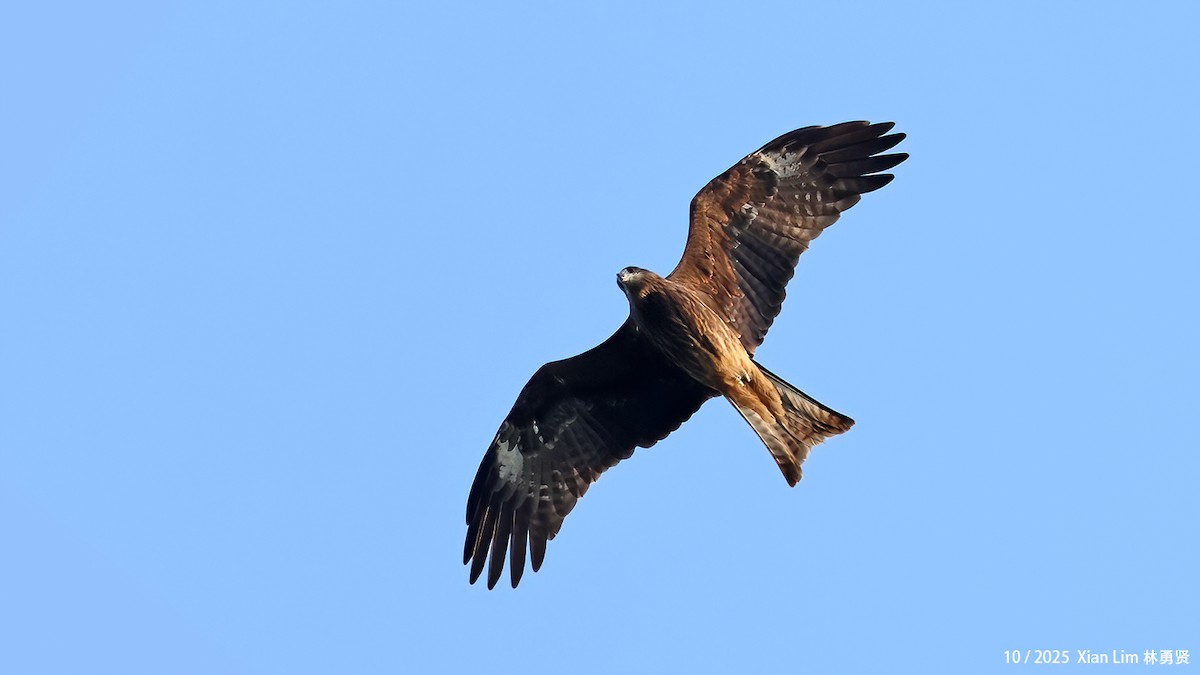 Nibbio bruno - ML644459005