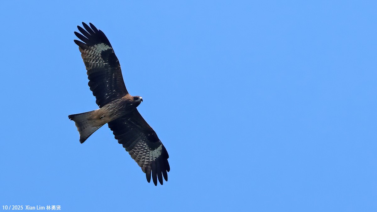 Nibbio bruno - ML644459007