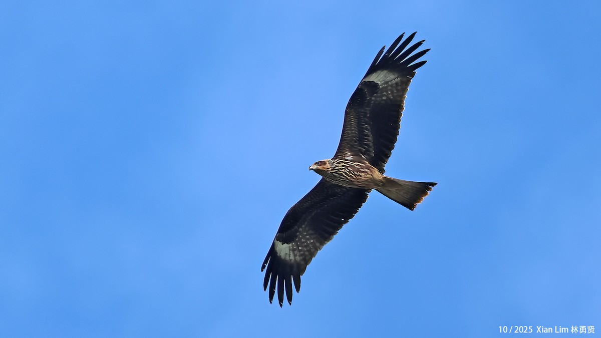 Nibbio bruno - ML644459009