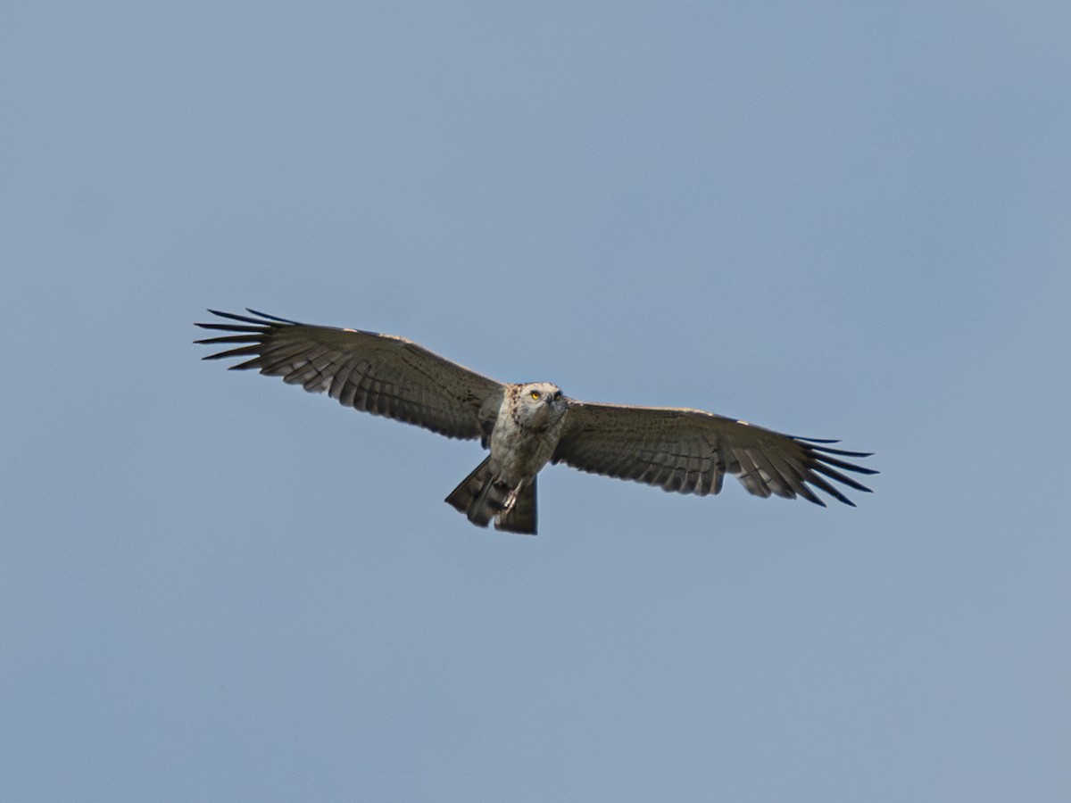 Biancone - ML644459036