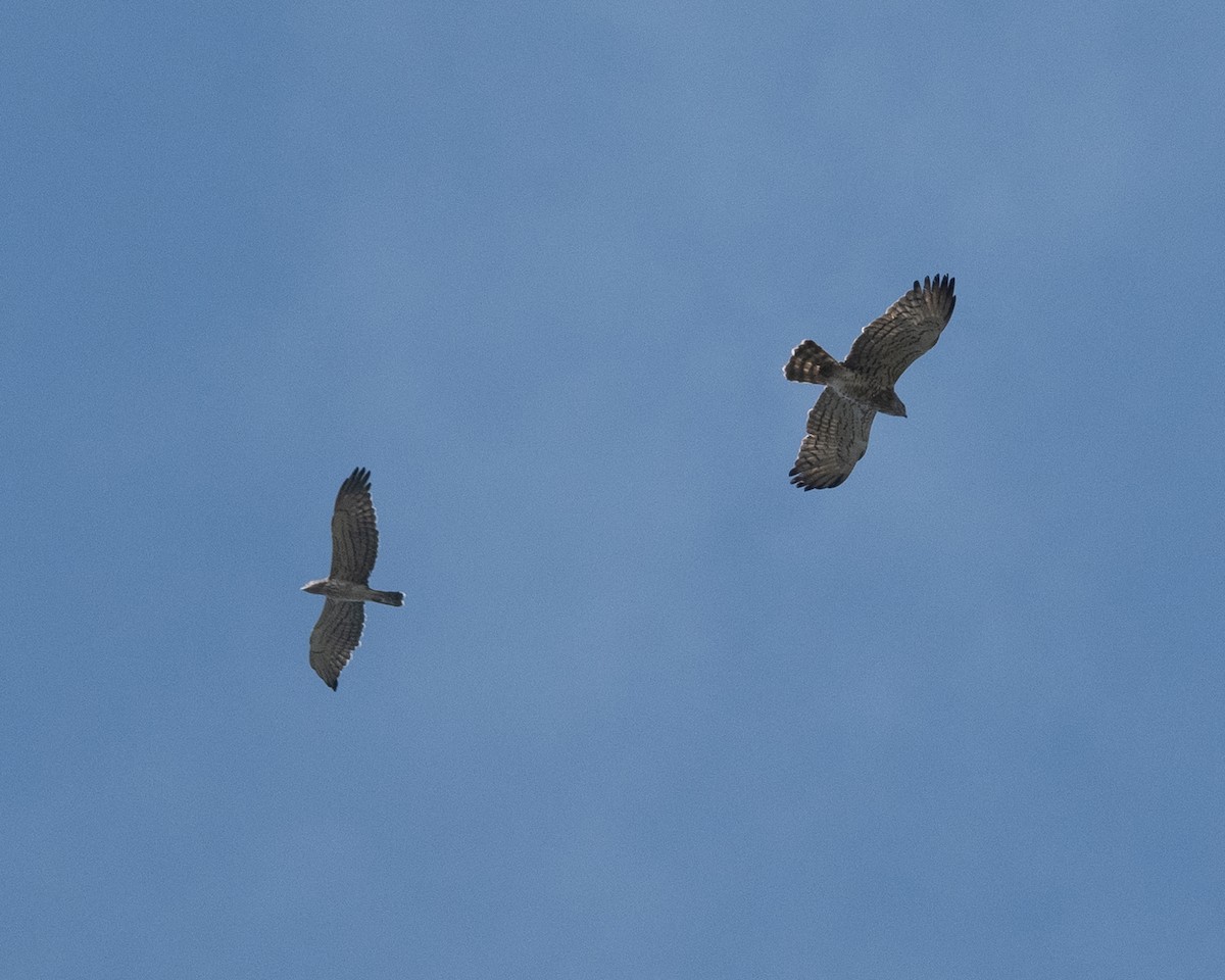 Biancone - ML644459037