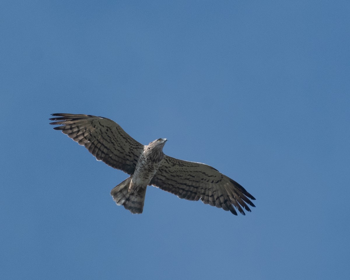 Biancone - ML644459038