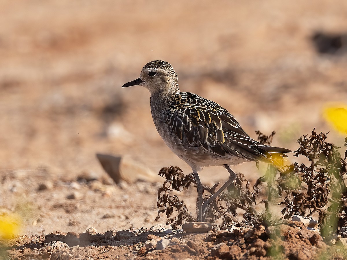 Pacific Golden-Plover - ML644459049