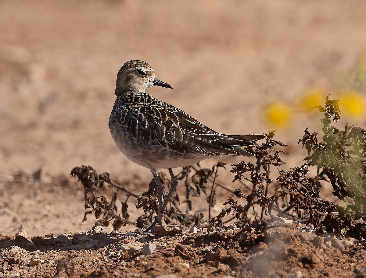 Pacific Golden-Plover - ML644459050