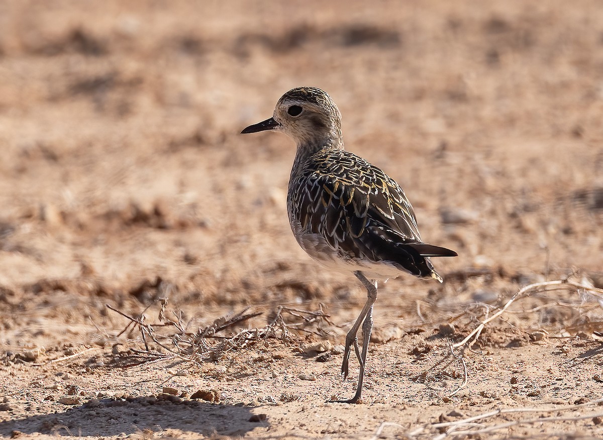 Pacific Golden-Plover - ML644459051