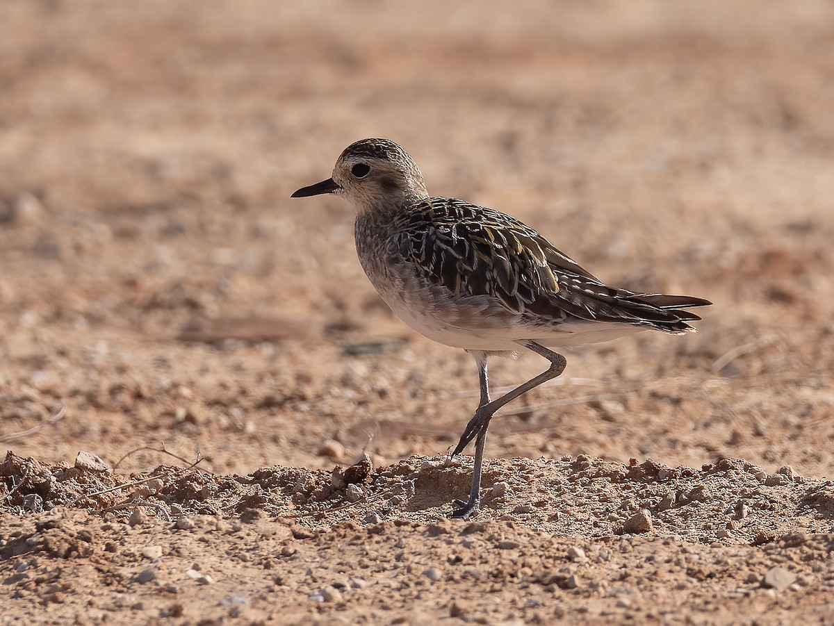 Pacific Golden-Plover - ML644459052