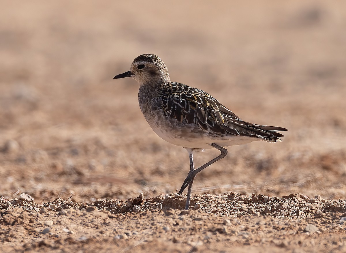 Pacific Golden-Plover - ML644459053