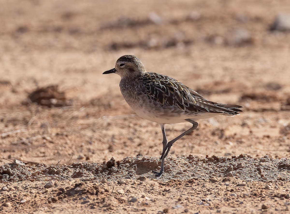 Pacific Golden-Plover - ML644459054