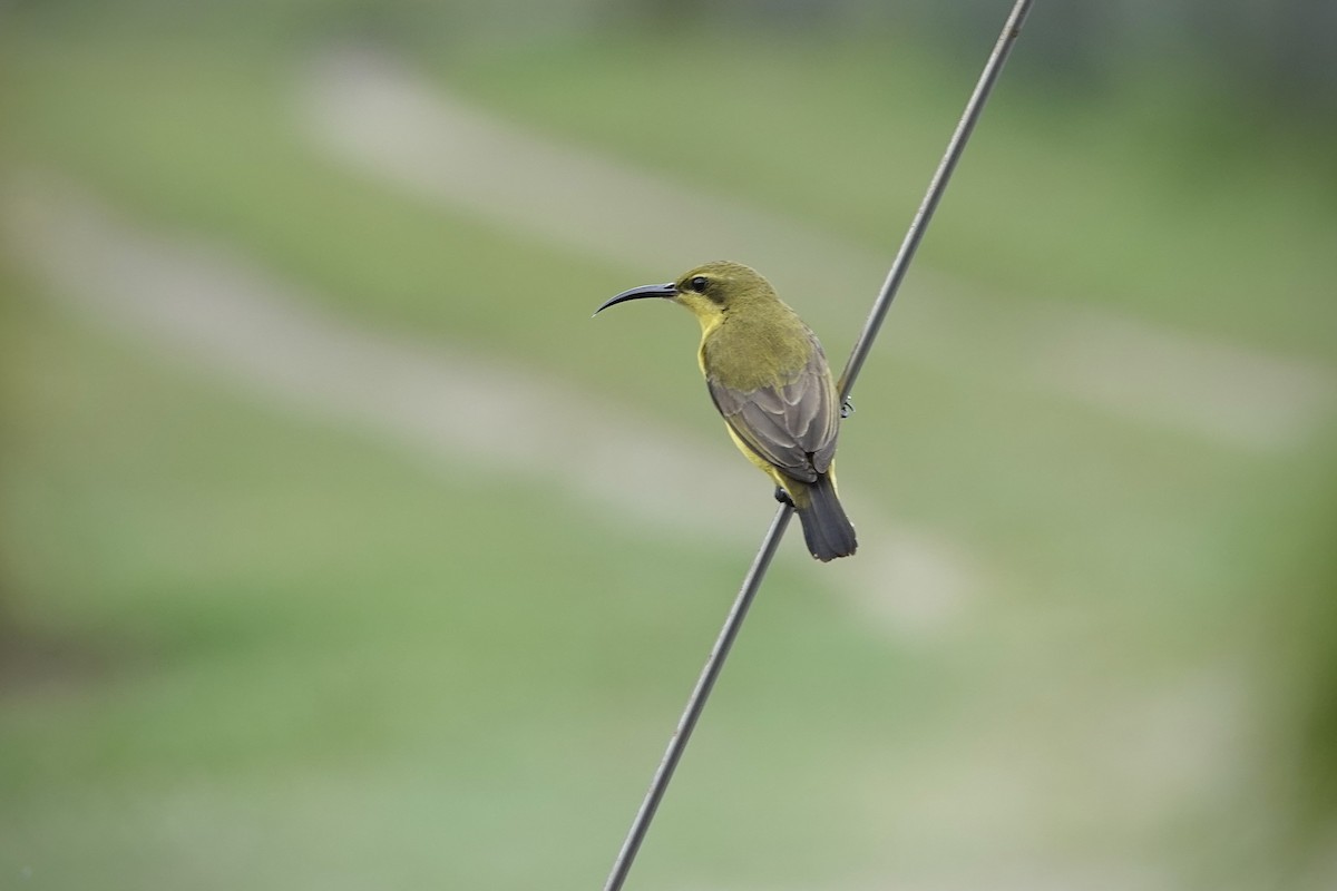 Sahul Sunbird - ML644459062