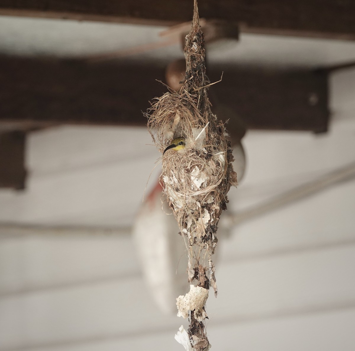 Sahul Sunbird - ML644459063