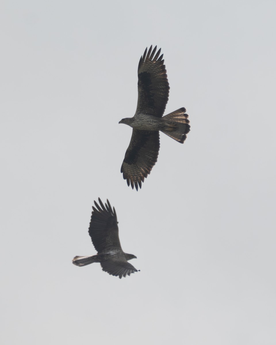 Харсун бүргэд - ML644459064