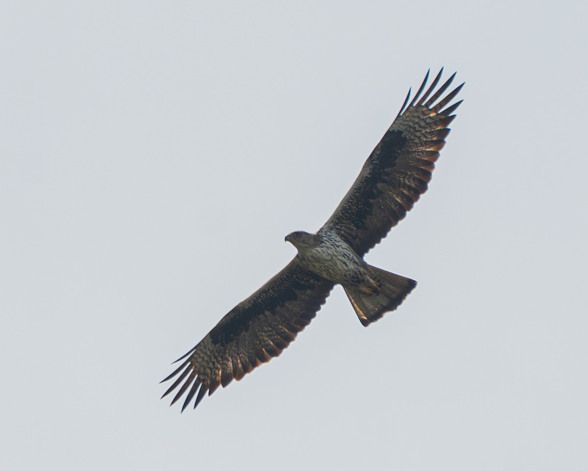 Харсун бүргэд - ML644459065