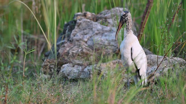 amerikastork - ML644459068