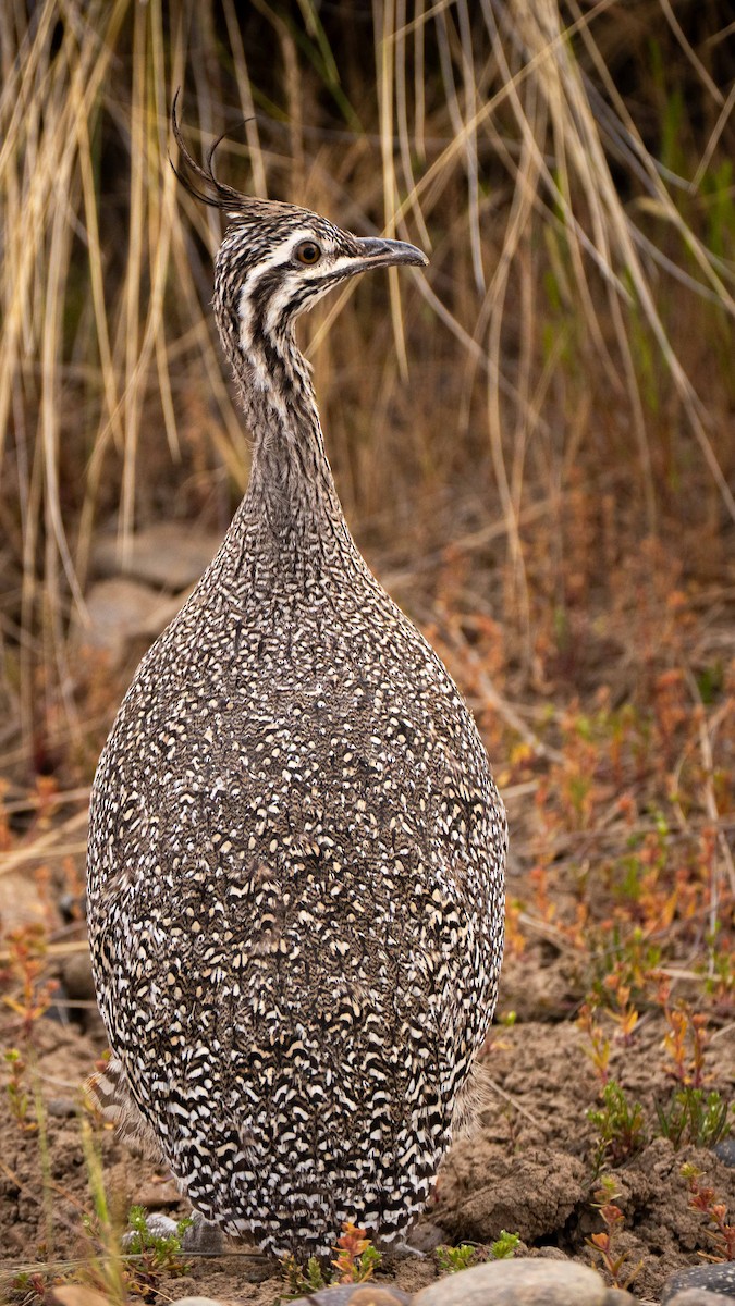 Elegant Crested-Tinamou - ML644459073