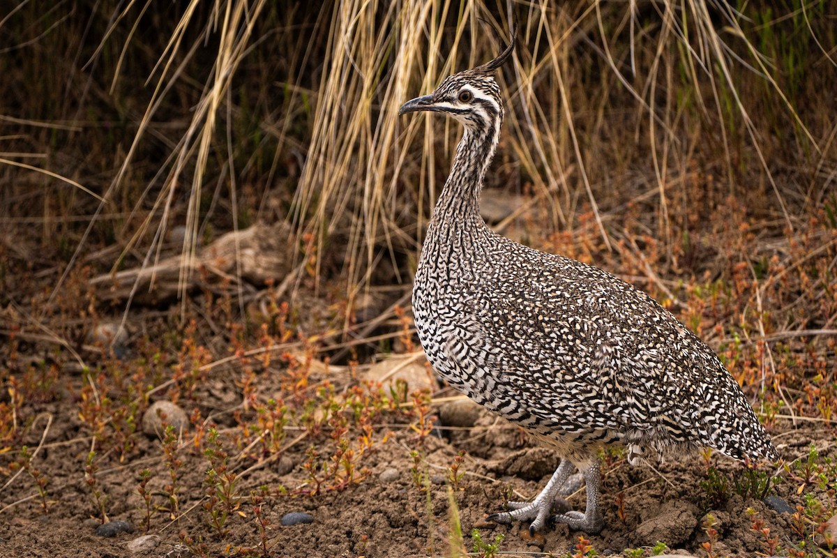 Elegant Crested-Tinamou - ML644459074