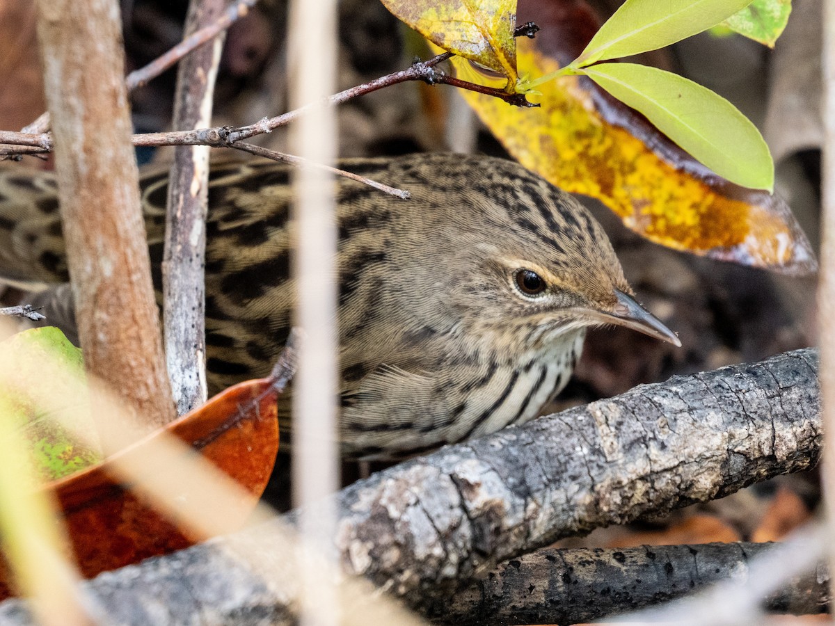 マキノセンニュウ - ML644459085