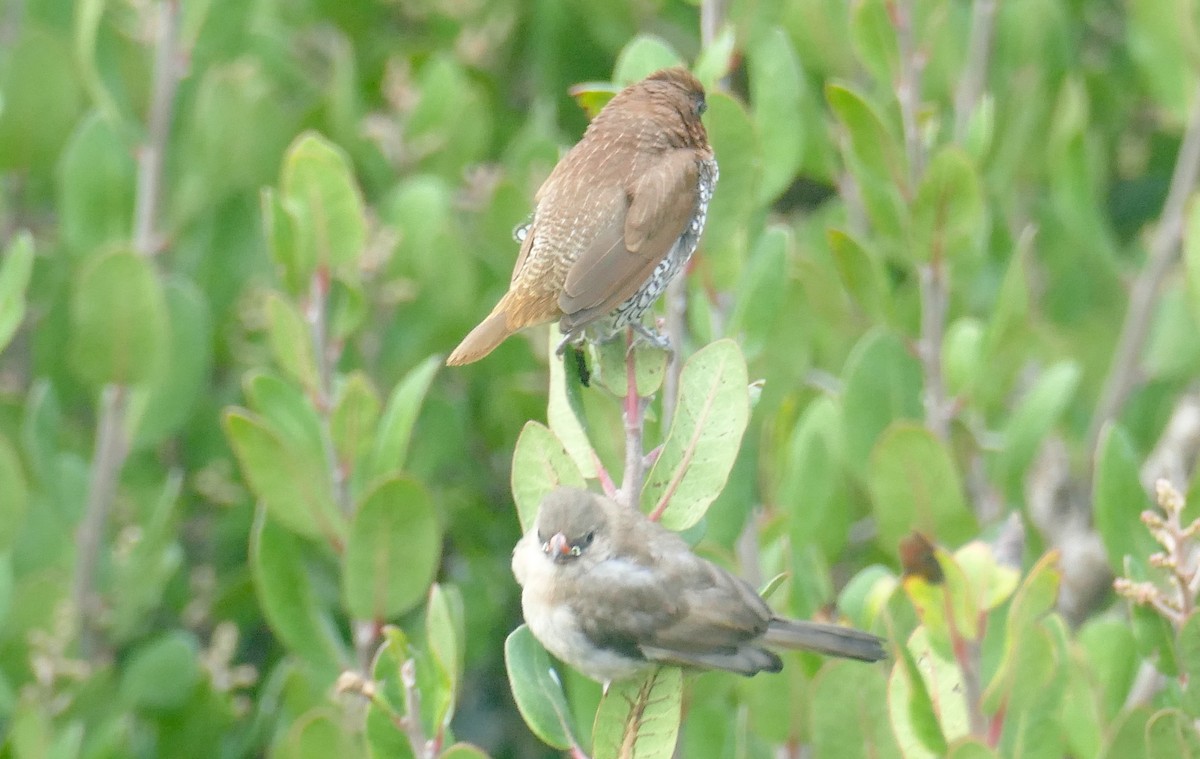 針尾維達雀 - ML644459094