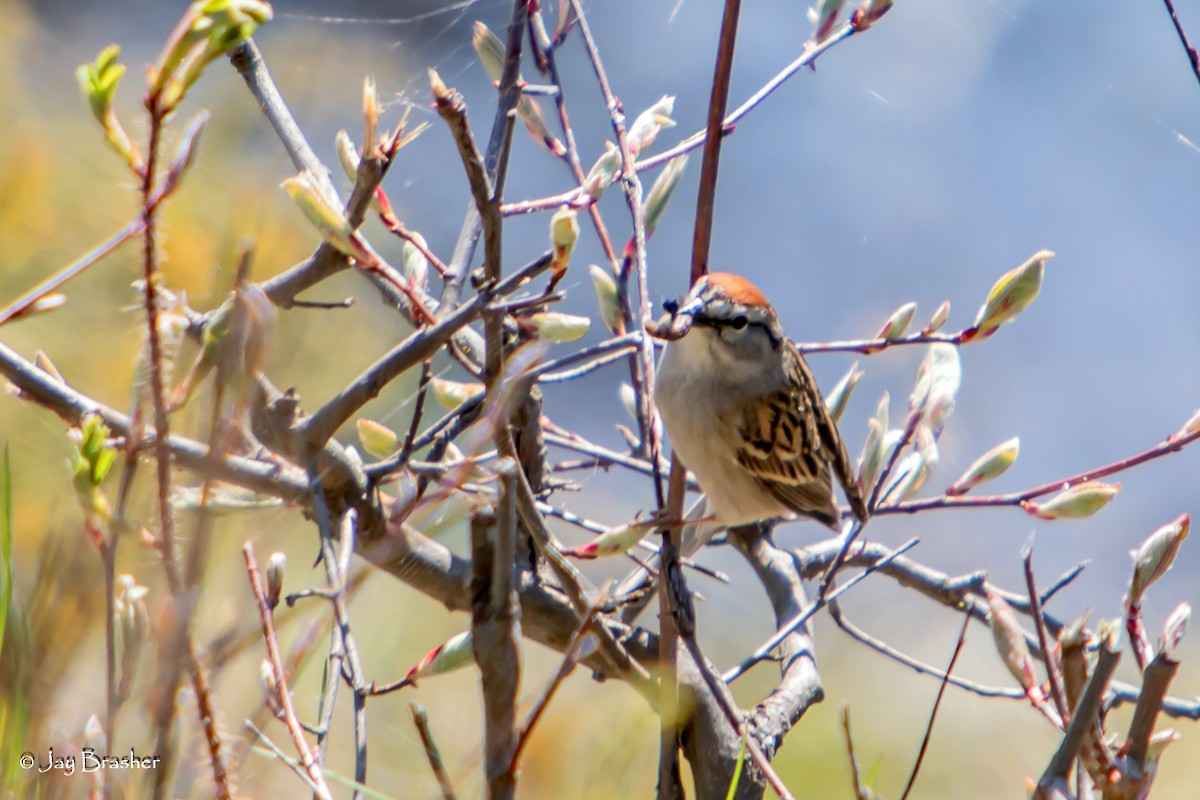 Cırcır Sesli Serçe - ML644459095