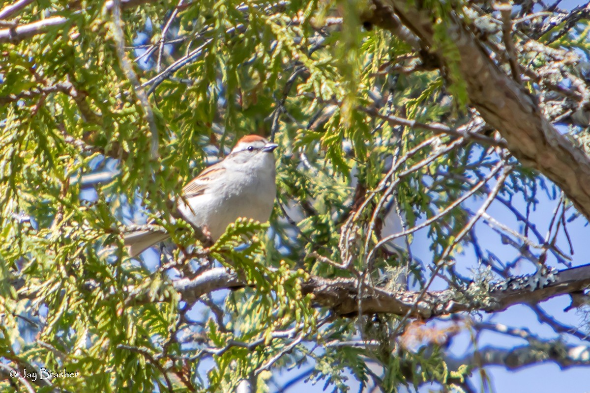 Cırcır Sesli Serçe - ML644459098