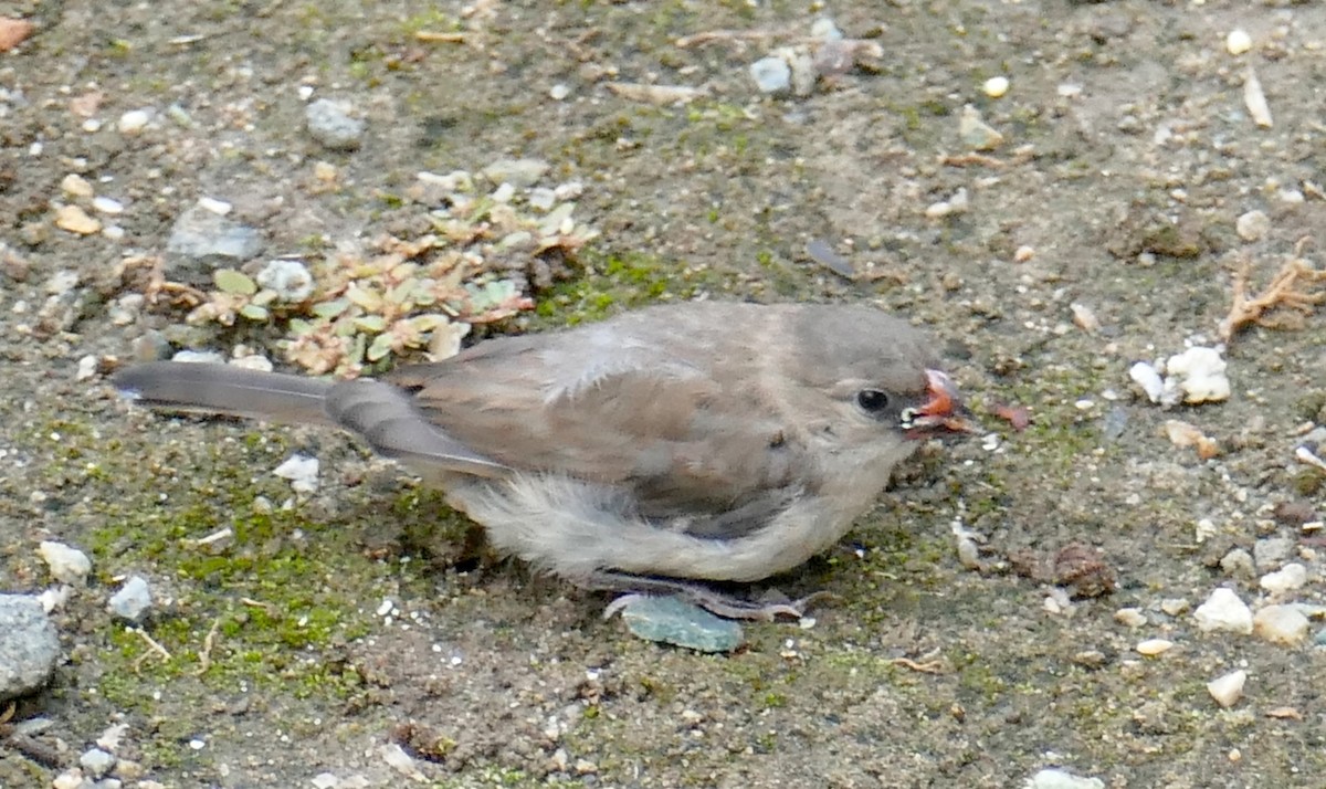 針尾維達雀 - ML644459101