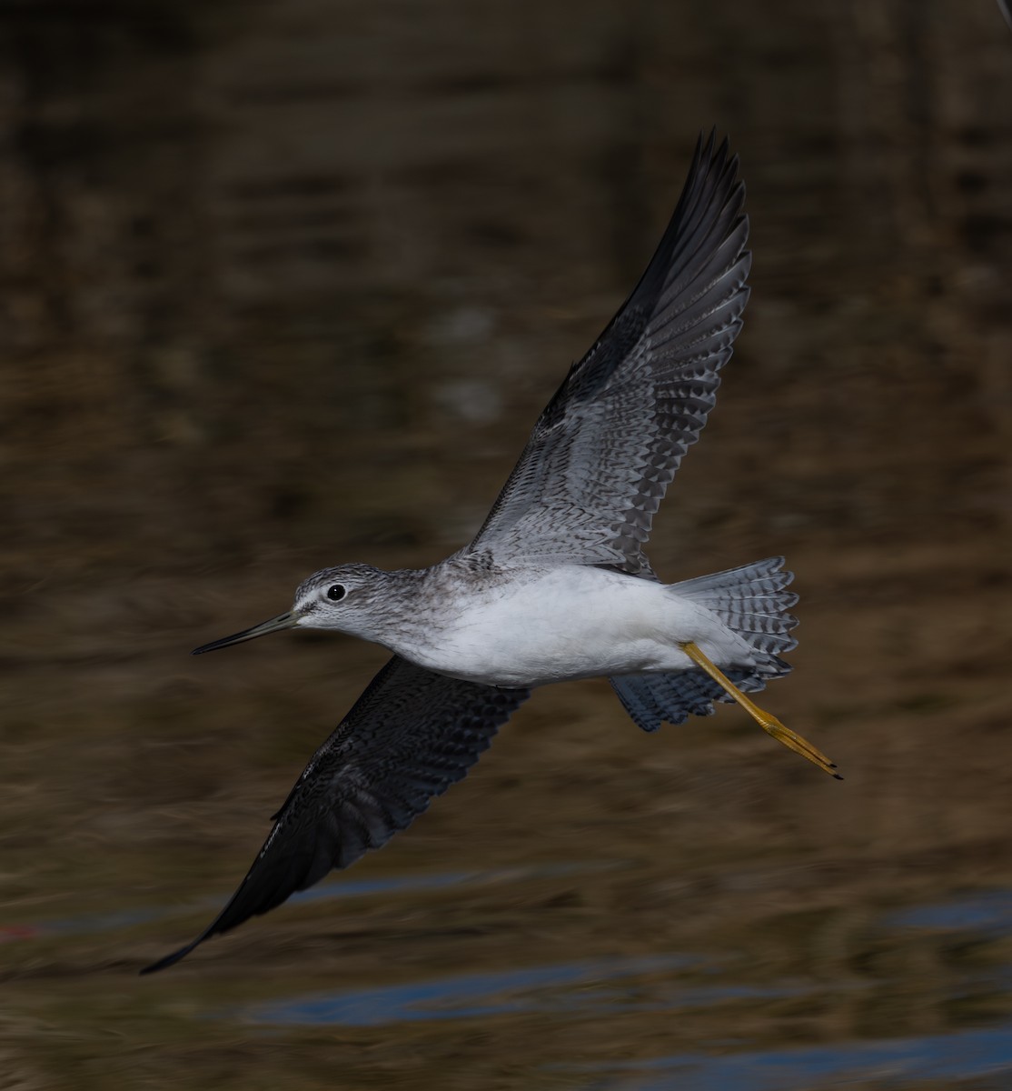 Büyük Sarıbacak - ML644459106