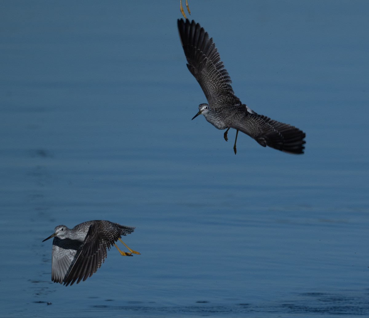 Büyük Sarıbacak - ML644459117