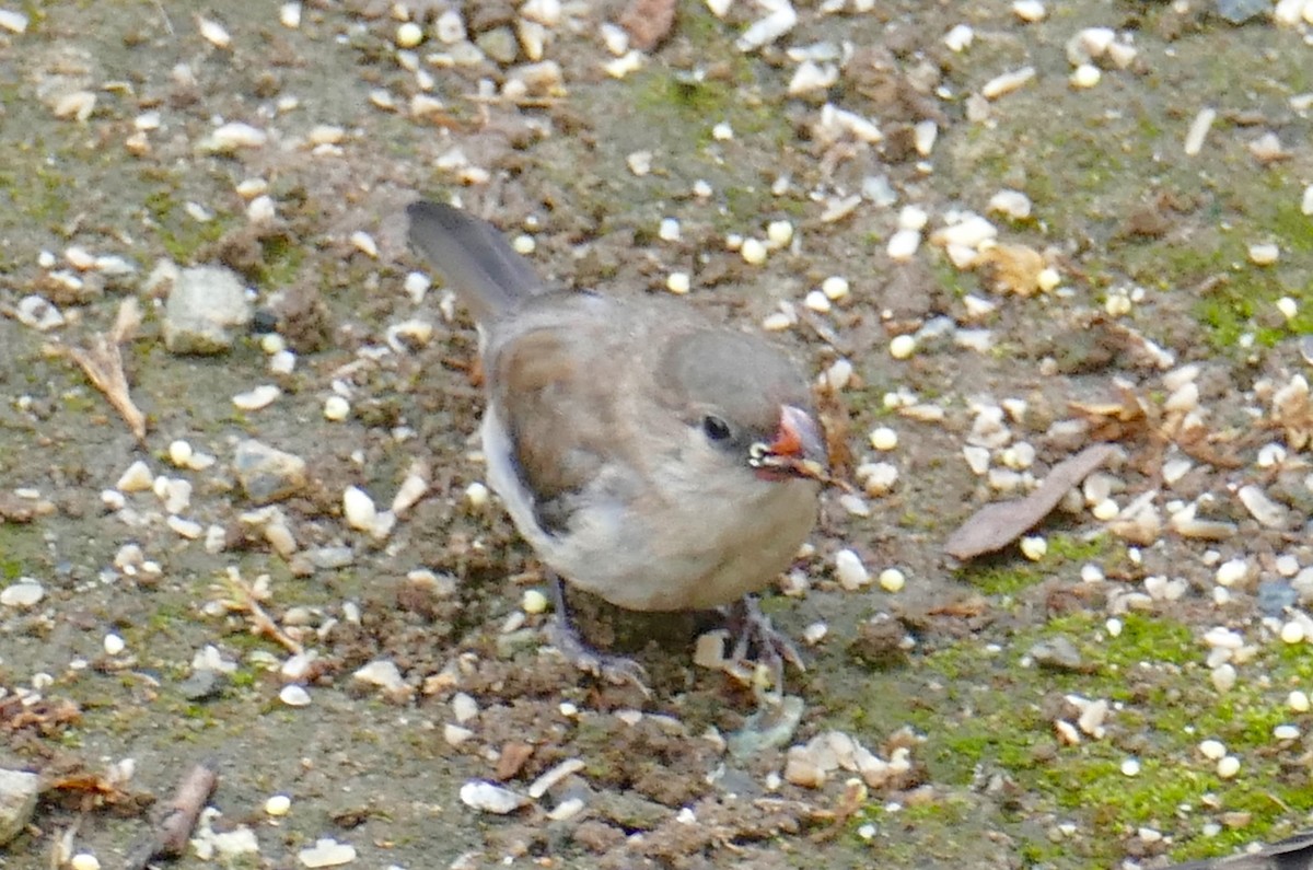 針尾維達雀 - ML644459118