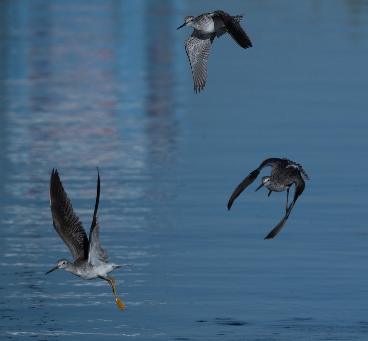 Büyük Sarıbacak - ML644459119