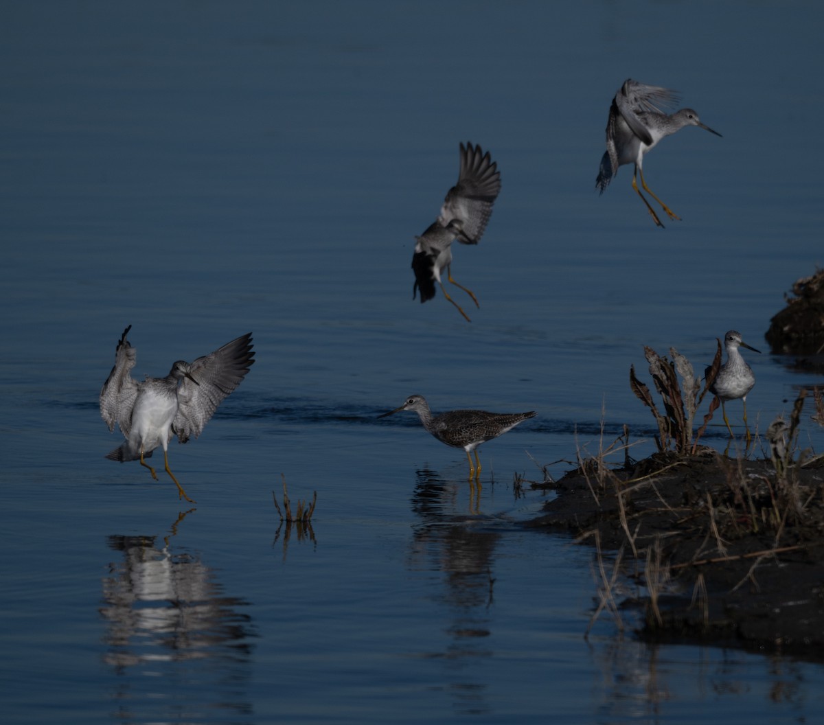 Büyük Sarıbacak - ML644459120