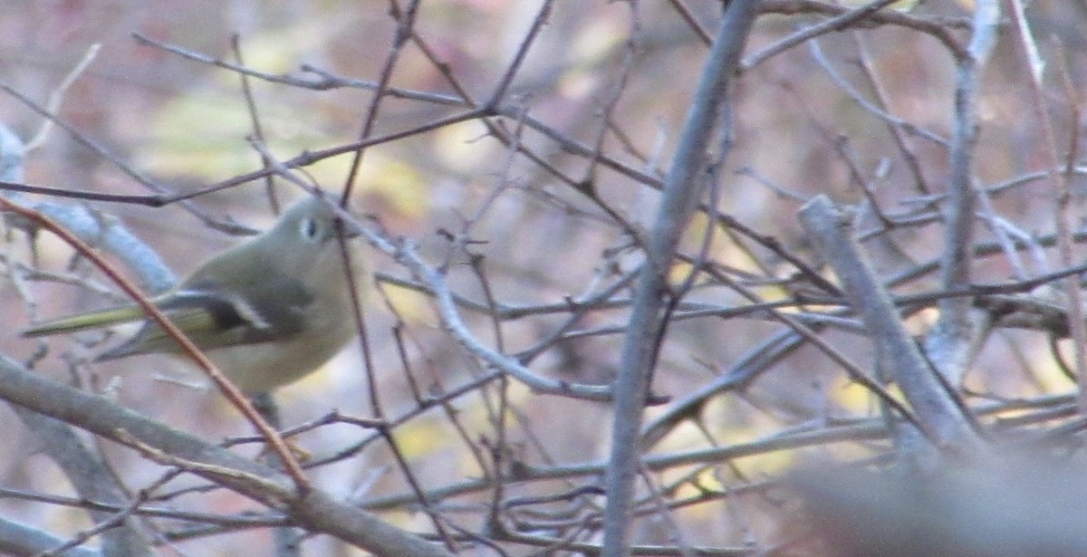 Gözlüklü Çalıkuşu - ML644459123