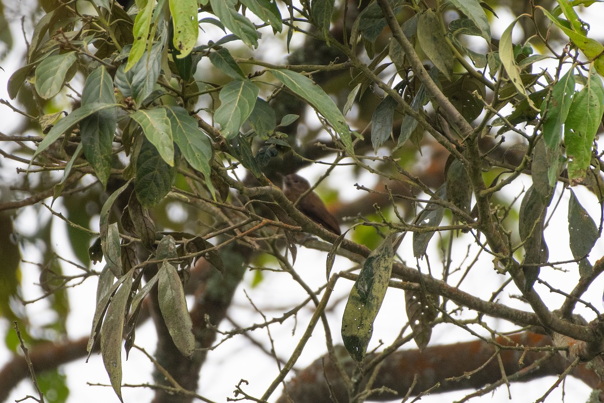 Kül Rengi Ağaçkakan - ML644459124