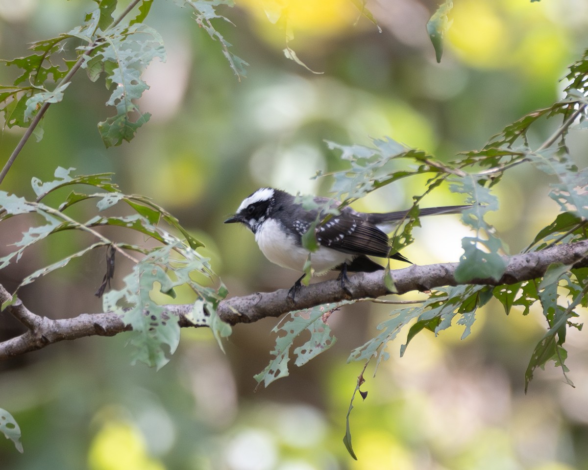 Ak Kaşlı Katmerkuyruk - ML644459125