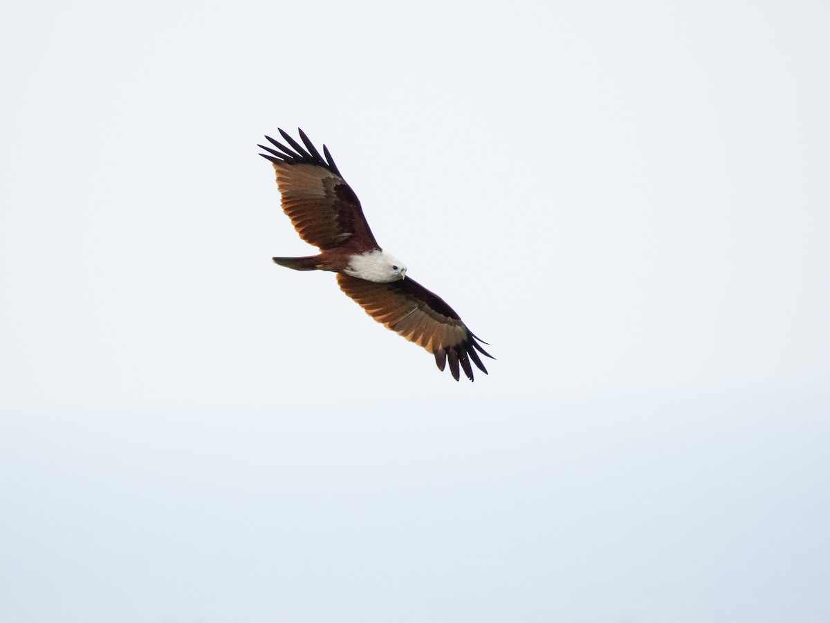 Brahman Çaylağı - ML644459126