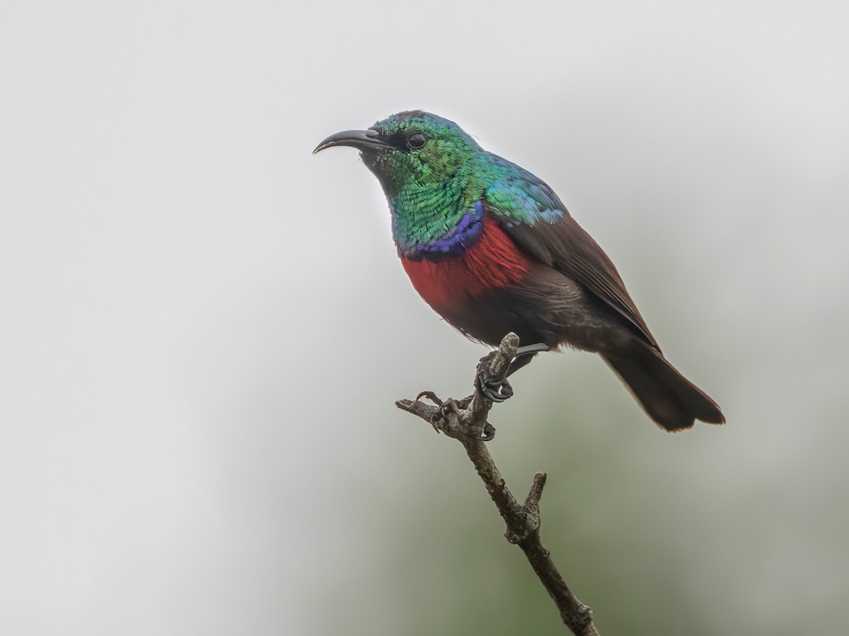 Neergaard's Sunbird - Cinnyris neergaardi - Birds of the World