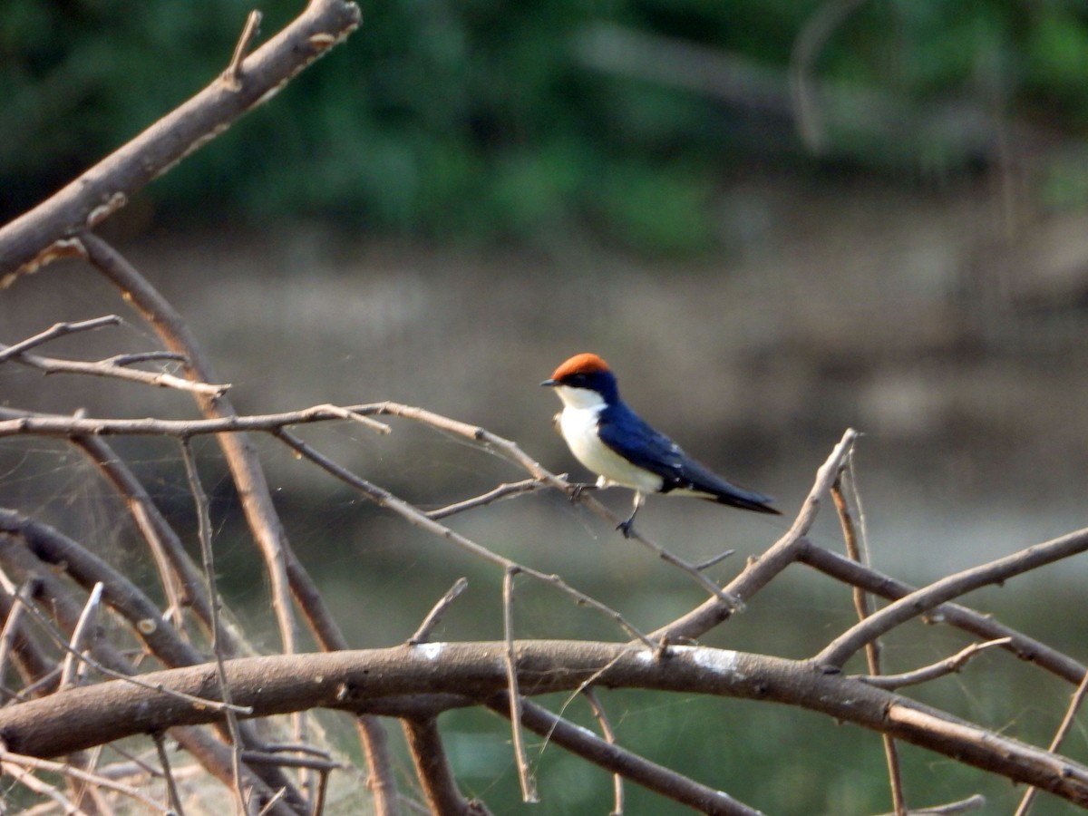 Tel Kuyruklu Kırlangıç - ML644459130