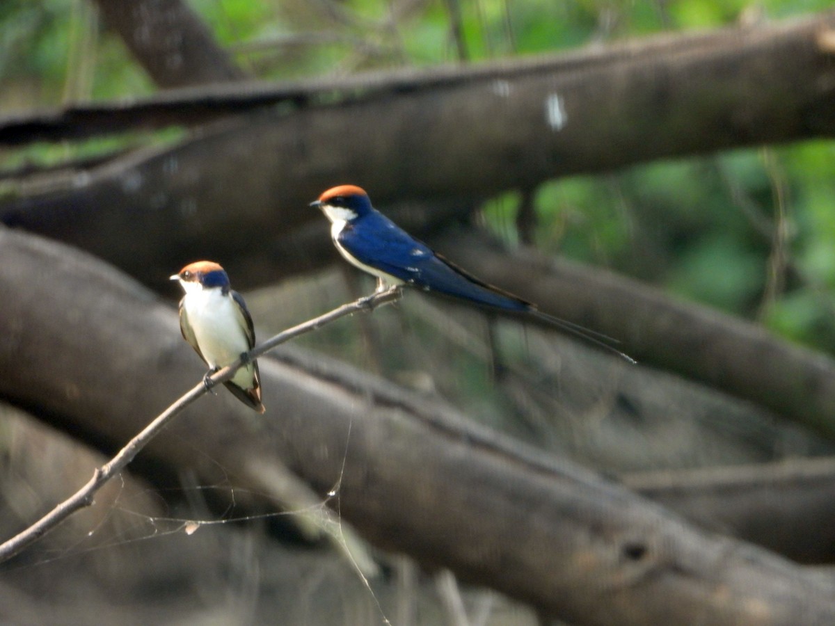 Tel Kuyruklu Kırlangıç - ML644459131