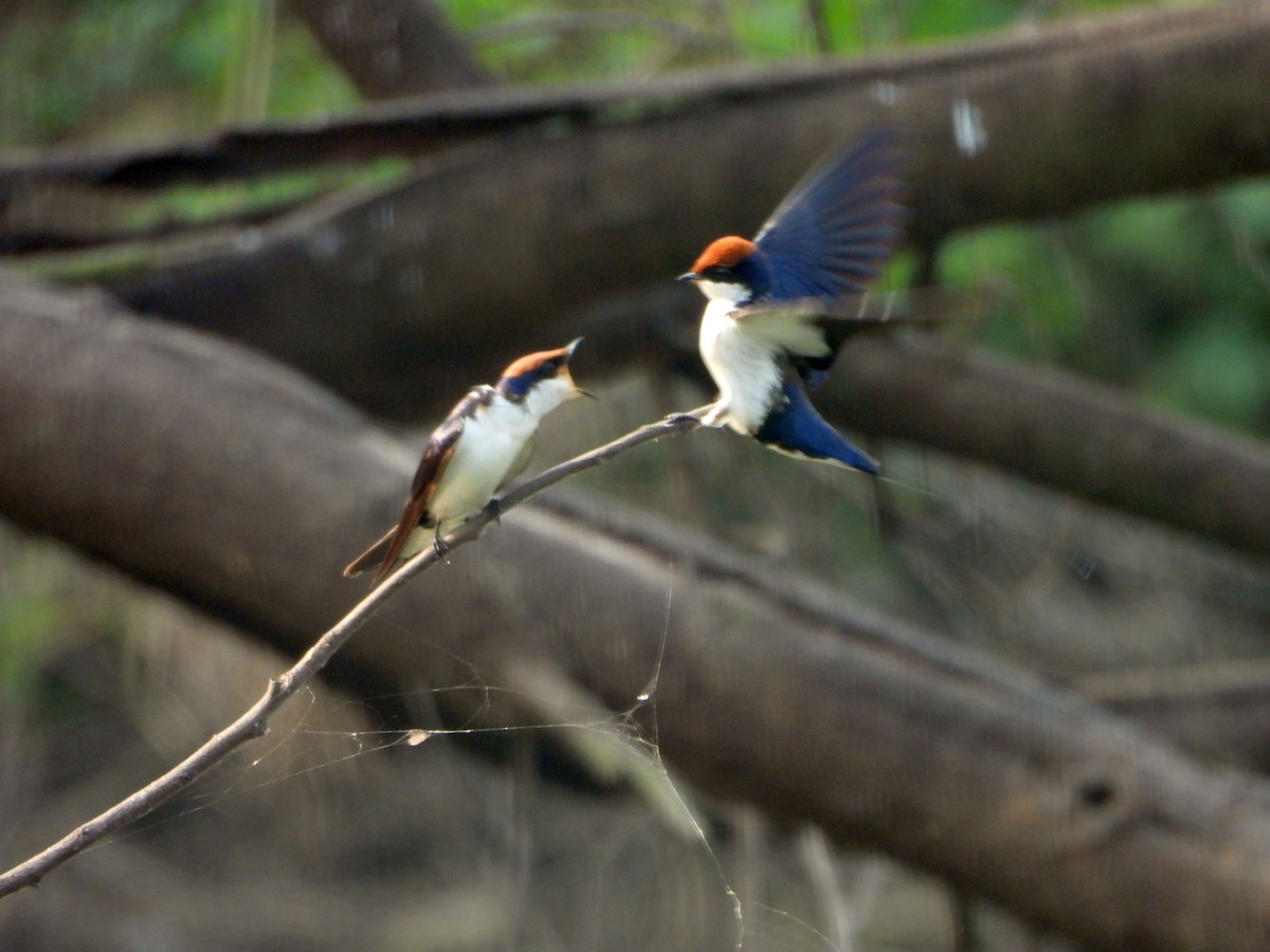 Tel Kuyruklu Kırlangıç - ML644459132