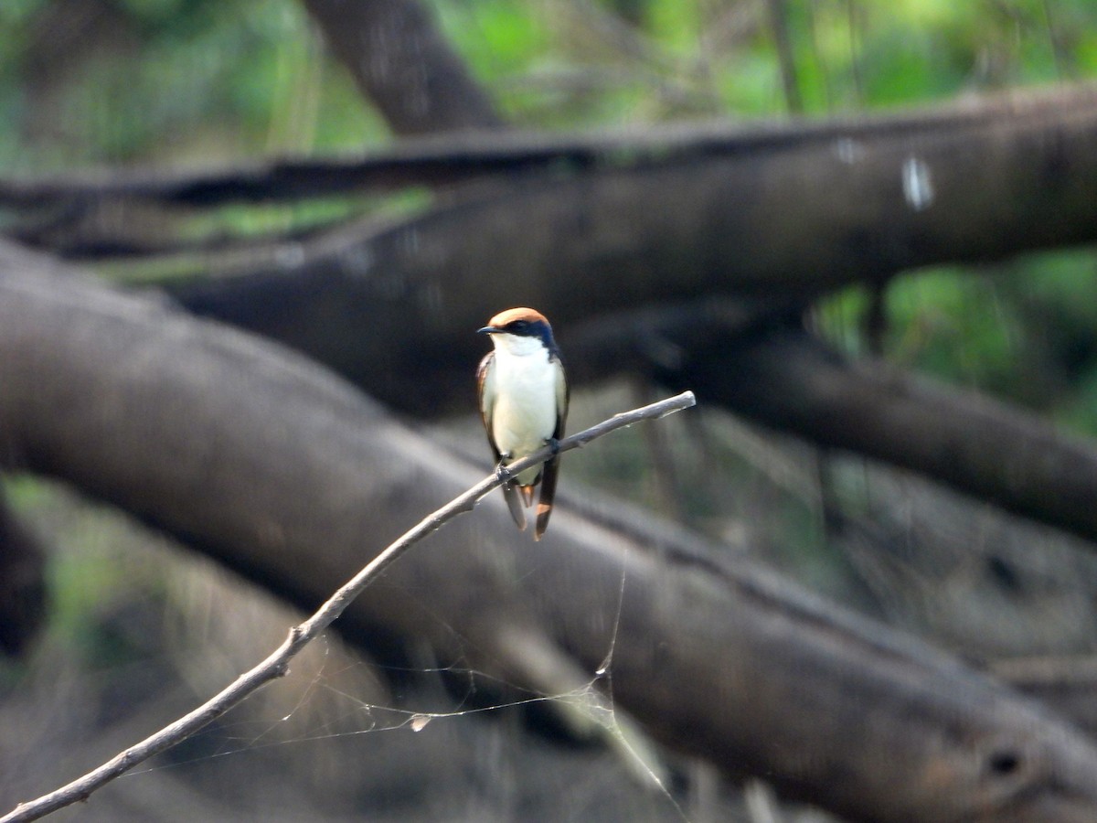 Tel Kuyruklu Kırlangıç - ML644459133